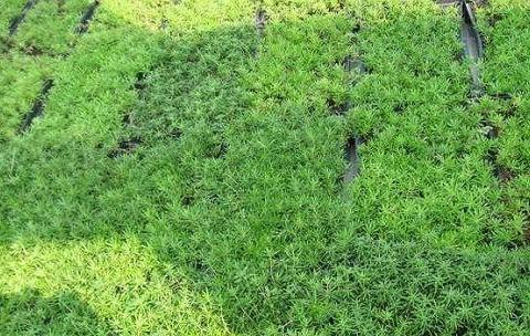 垂盆草的种植方法，及防治，这些你都知道吗|垂盆草|野草|伯伯_新浪新闻
