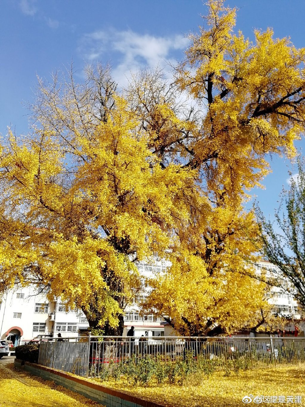 蓟州区某小区中 一雄一雌两棵银杏树 树龄1015年 保护等级