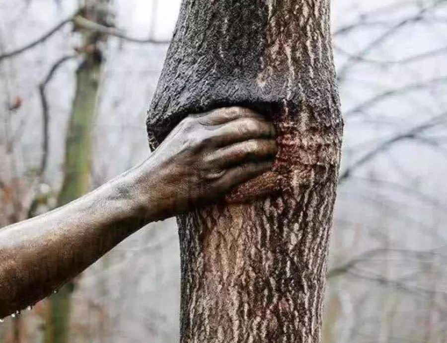 世界上最孤独的手握了一棵树50余年从来没有松开过