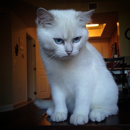 蓝眼睛的猫咪,加上鄙视的眼神,好可爱!