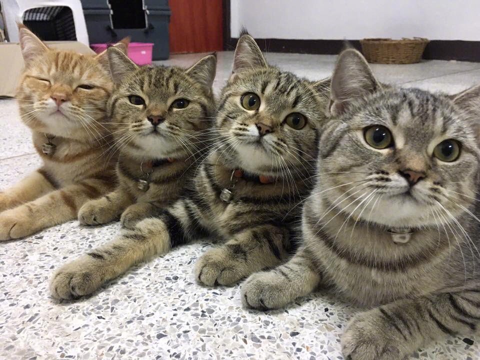 猫猫合影,哪个最可爱