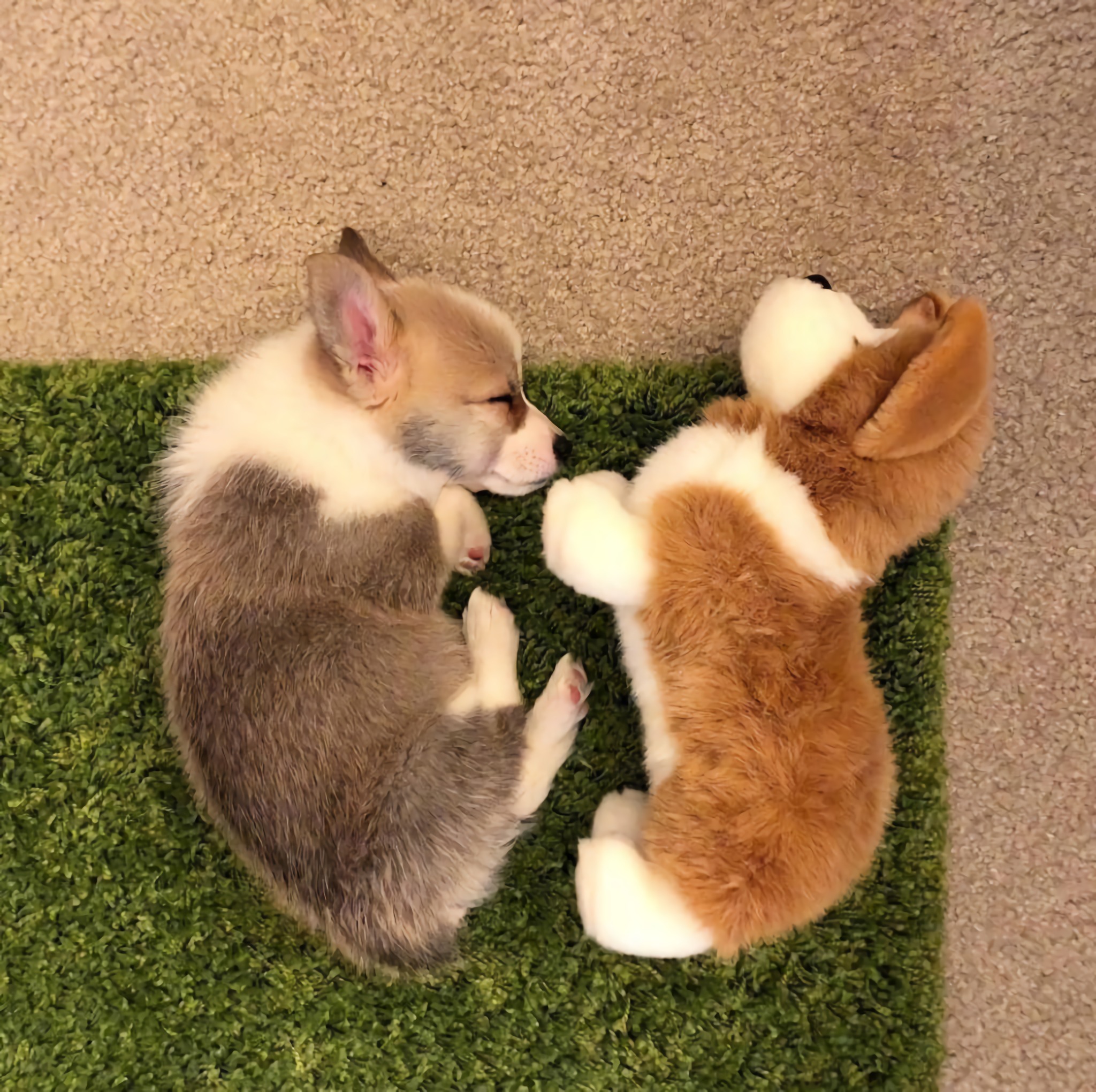 三个月大的小奶柯基lychee,模样都超级奶萌了