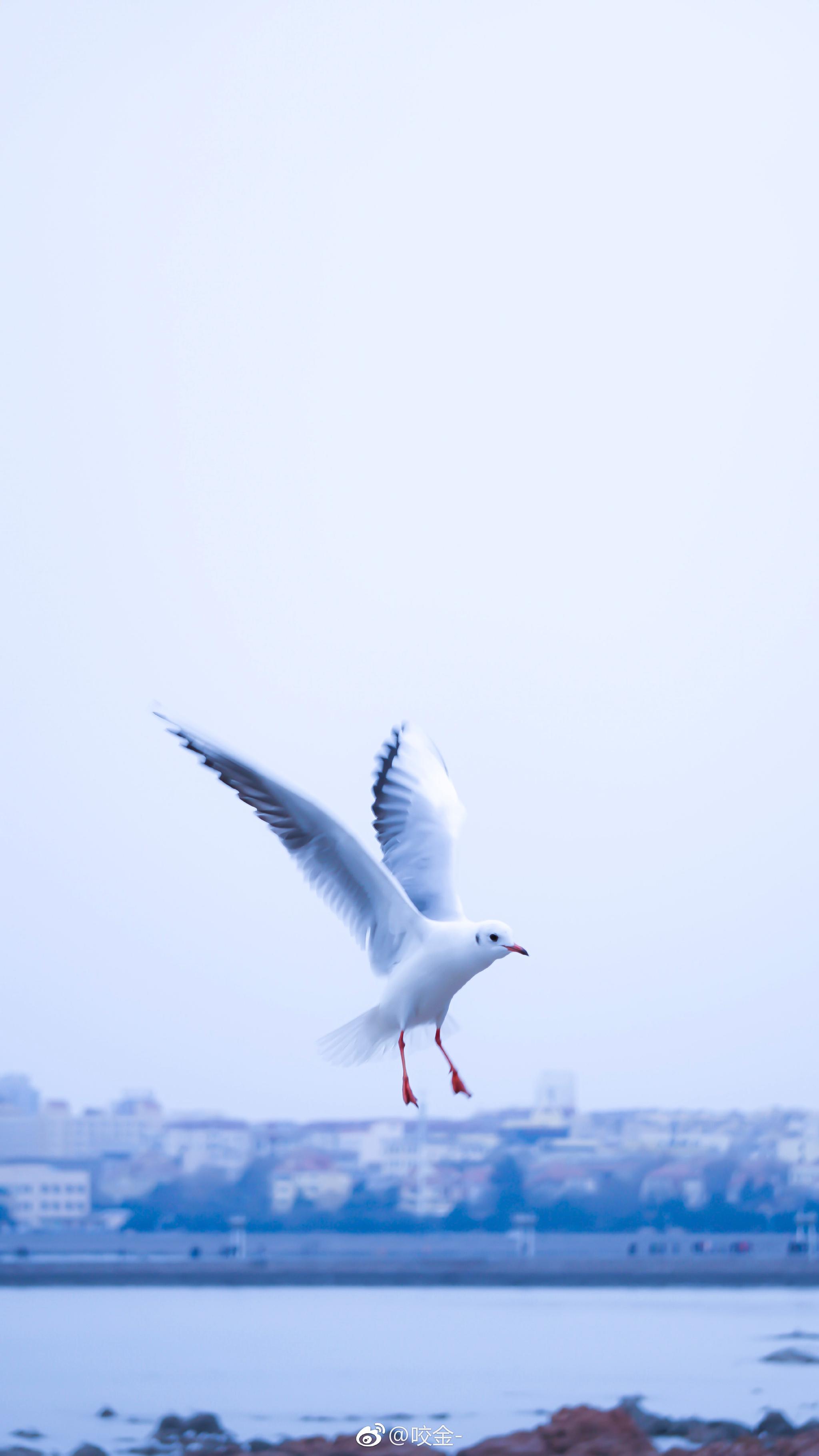 海鸥不再眷恋大海 可以飞更远|大海|海鸥_新浪新闻
