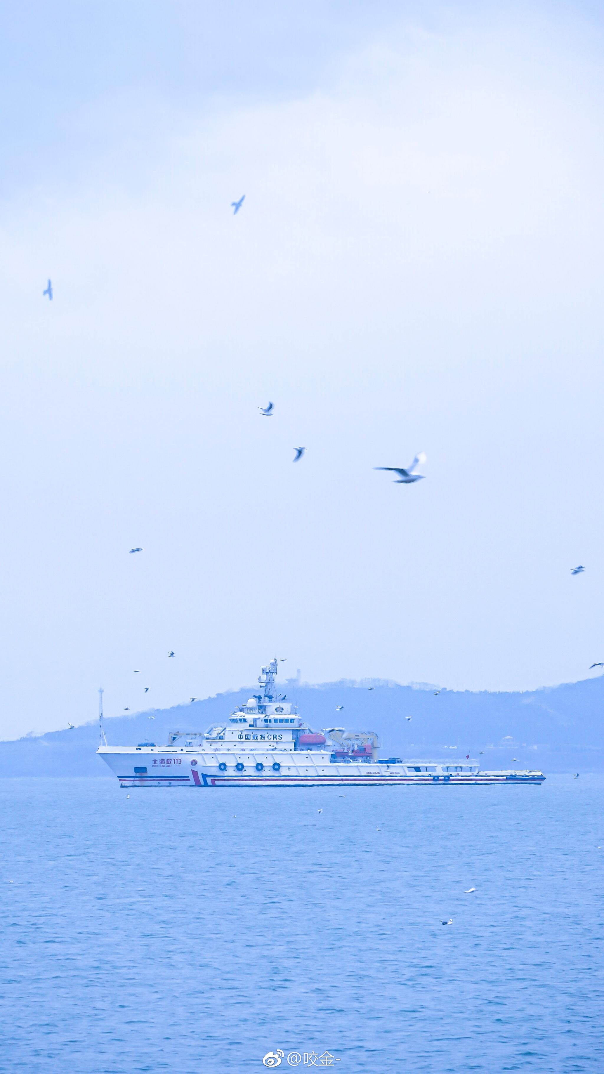 海鸥不再眷恋大海 可以飞更远|大海|海鸥_新浪新闻
