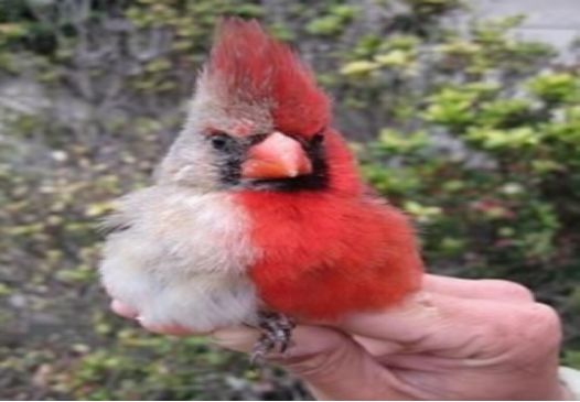 美国发现愤怒的小鸟羽毛半边红半边灰引发网友关注