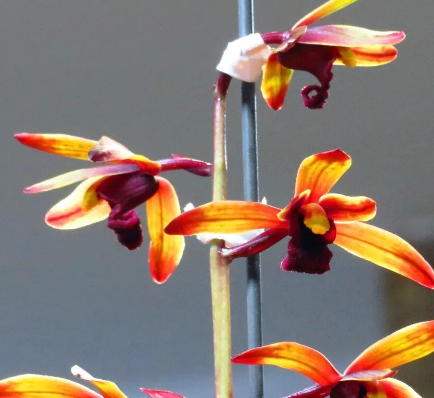 蕙兰传奇贵州兰展上的一个经典色花