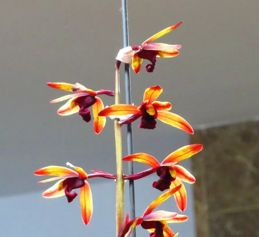 蕙兰传奇贵州兰展上的一个经典色花