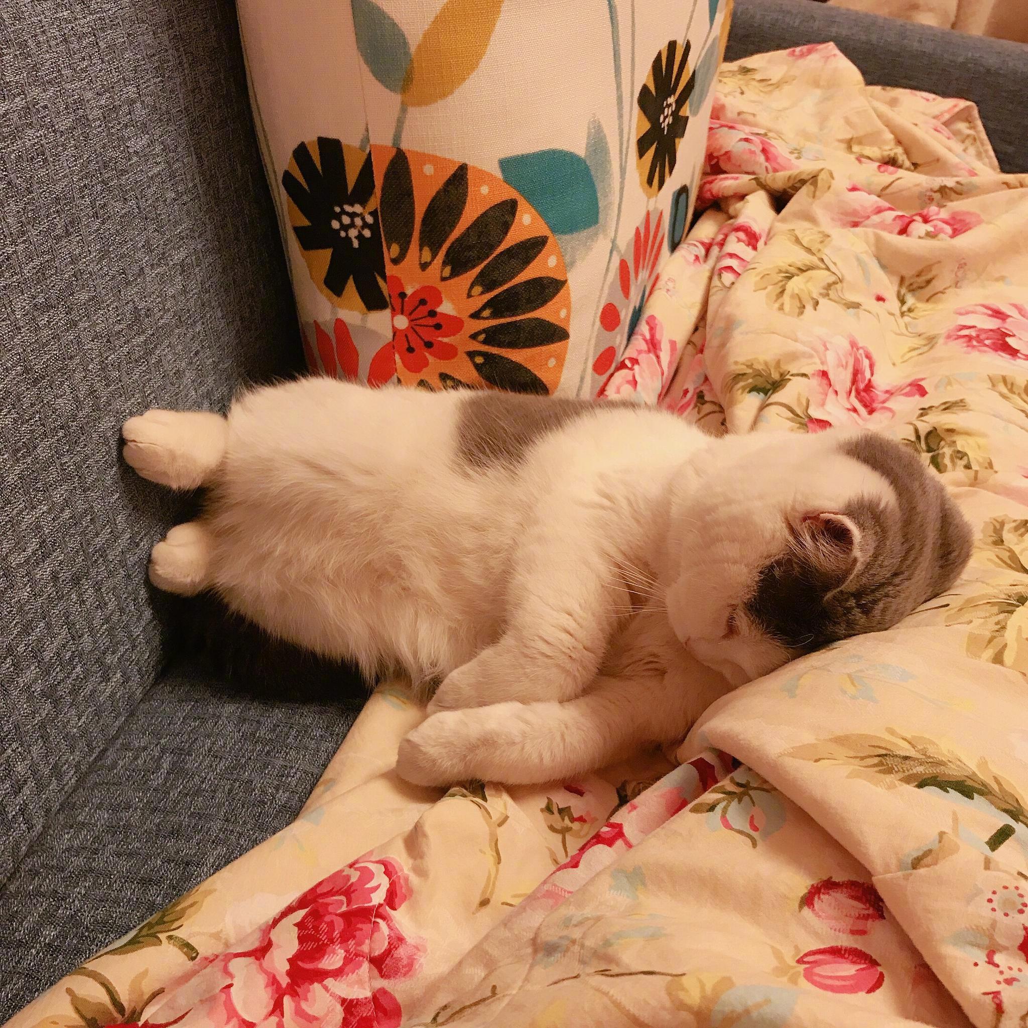 超级无敌可爱的睡姿!