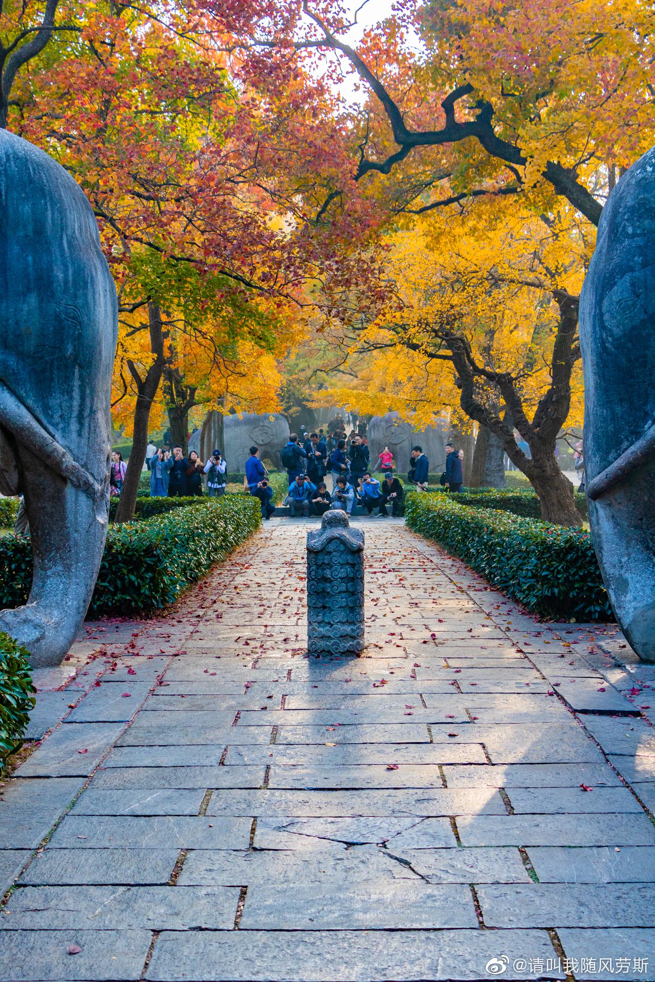 明孝陵石象路:南京最美600,早上七点钟就已经人山人海