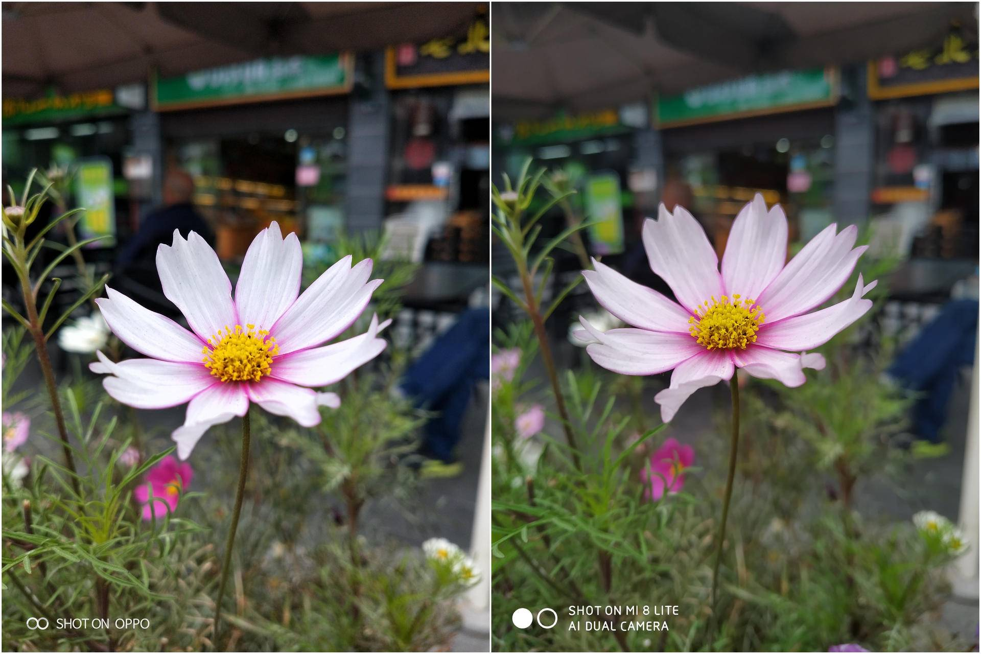 oppo k1和小米8青春版选谁好?拍照对比测试后心里有谱了