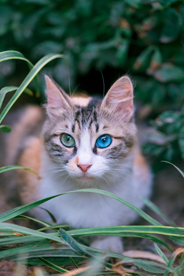 蓝绿异瞳三花猫,5年来第一次拍到,美呆了!