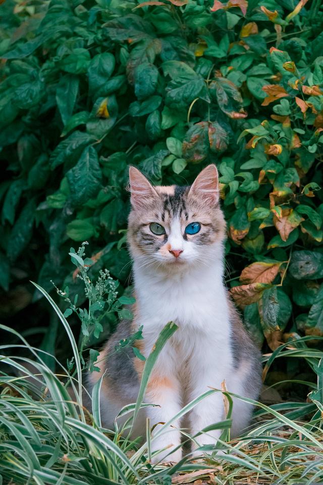 蓝绿异瞳三花猫,5年来第一次拍到,美呆了!