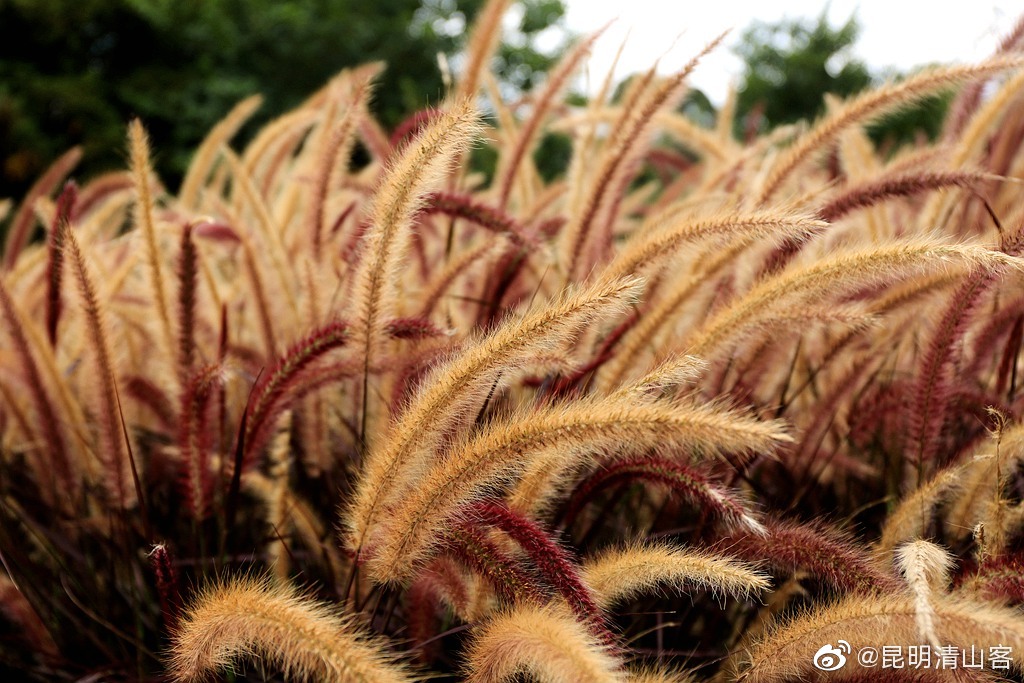 漂亮的马尾巴草摄于昆明植物园中国图库冯飞燕一舟之旅镜界