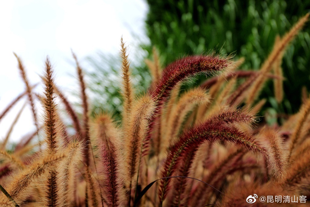 漂亮的马尾巴草(摄于昆明植物园)@中国图库冯飞燕 @一舟之旅 @镜界 @|