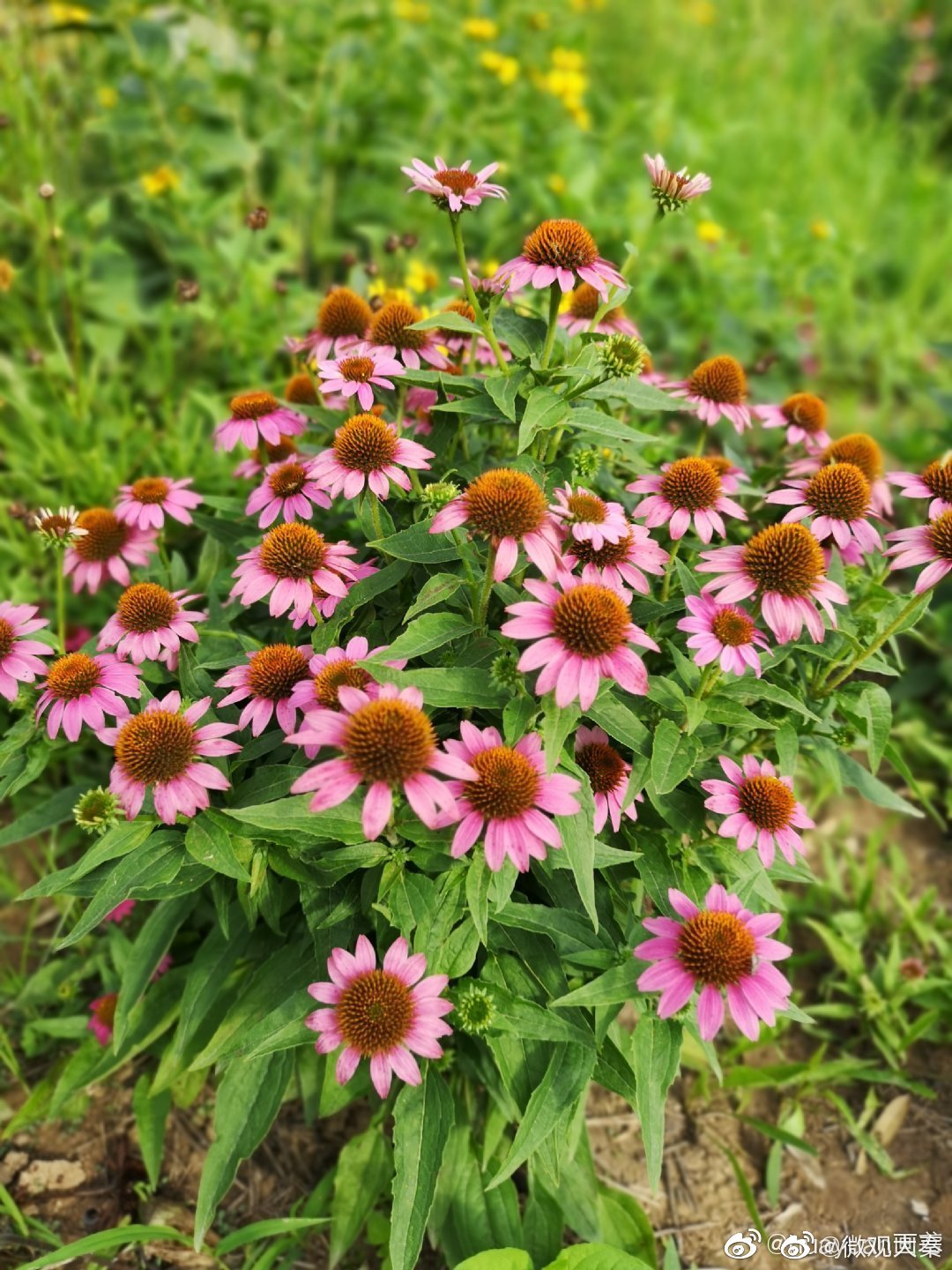 西安新寺遗址公园遇见守护之神松果菊