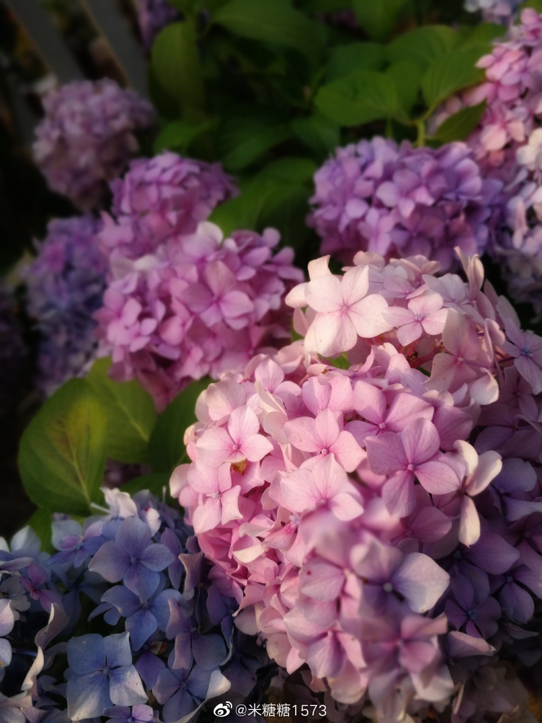 绣球花正是红稀绿暗时,花如圆玉莹无疵(引)~|绣球花_新浪新闻