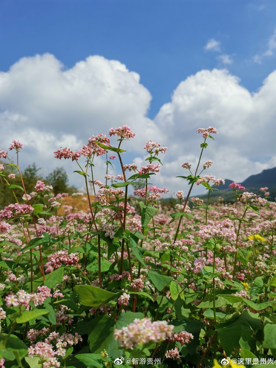 您见过荞麦花吗|贵州|荞麦花|花语_新浪新闻