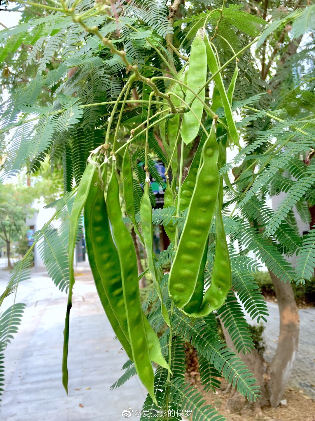合欢不知为何现在还能看到合欢花开(花期6-8月,果期8-10月)一向幸运的