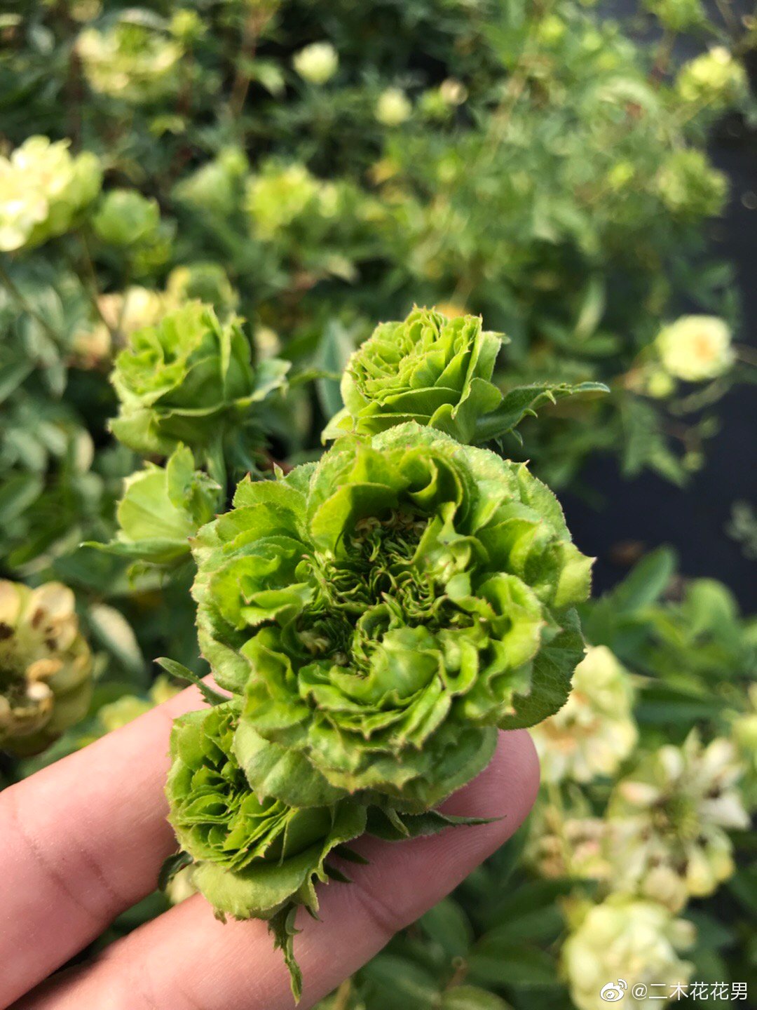 好看死了!绿色的月季-结绿珍