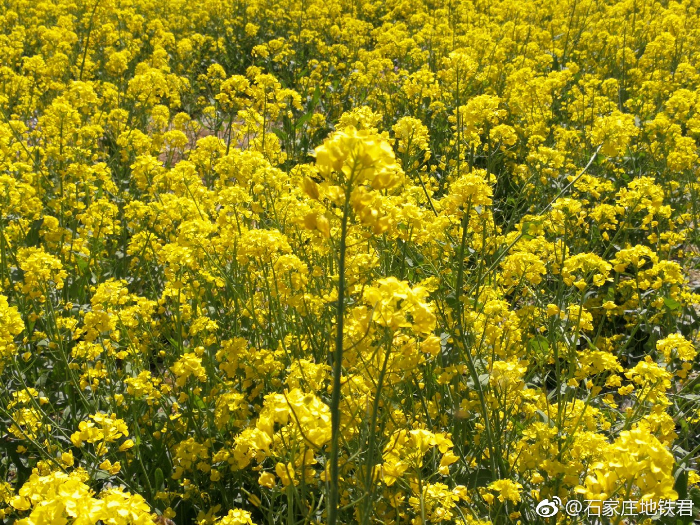 晋州周家庄:油菜花开满地金 美丽乡村迎客来