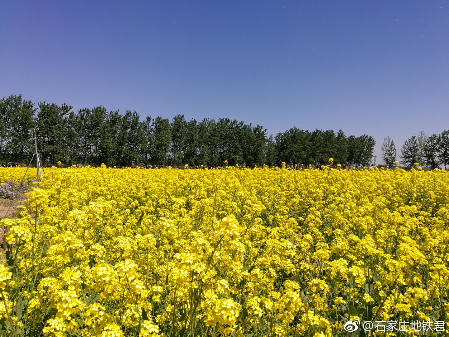 晋州周家庄:油菜花开满地金 美丽乡村迎客来