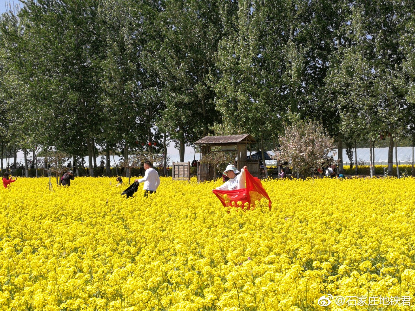 晋州周家庄:油菜花开满地金 美丽乡村迎客来