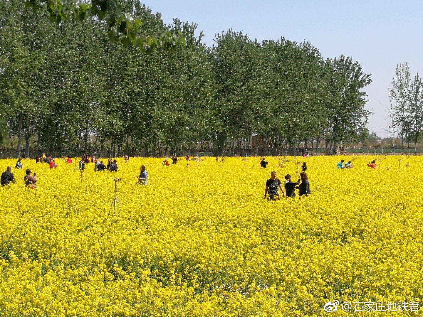 晋州周家庄油菜花地址图片