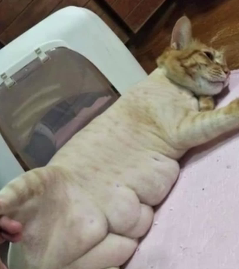 小猫咪遭绝育,感觉人生跌入了谷底,大吃大喝肚子上有5块腹肌