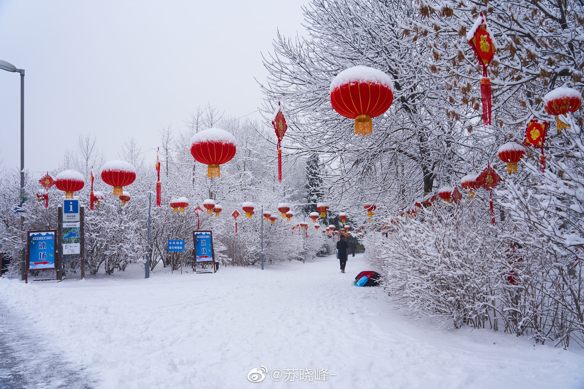 苏晓峰-