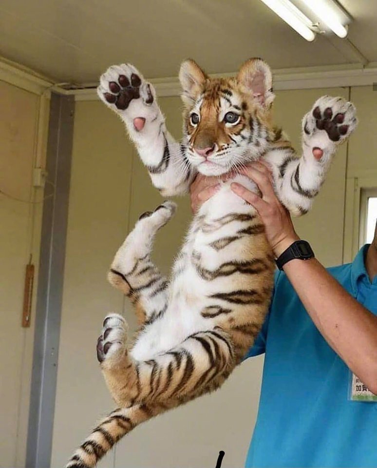 我飘了居然想养小老虎