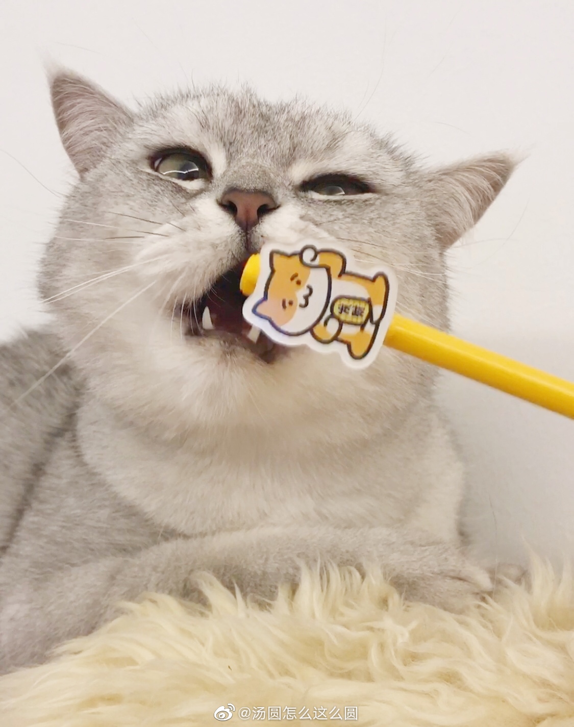 汤圆,怎么:这个家只能有一只白猫