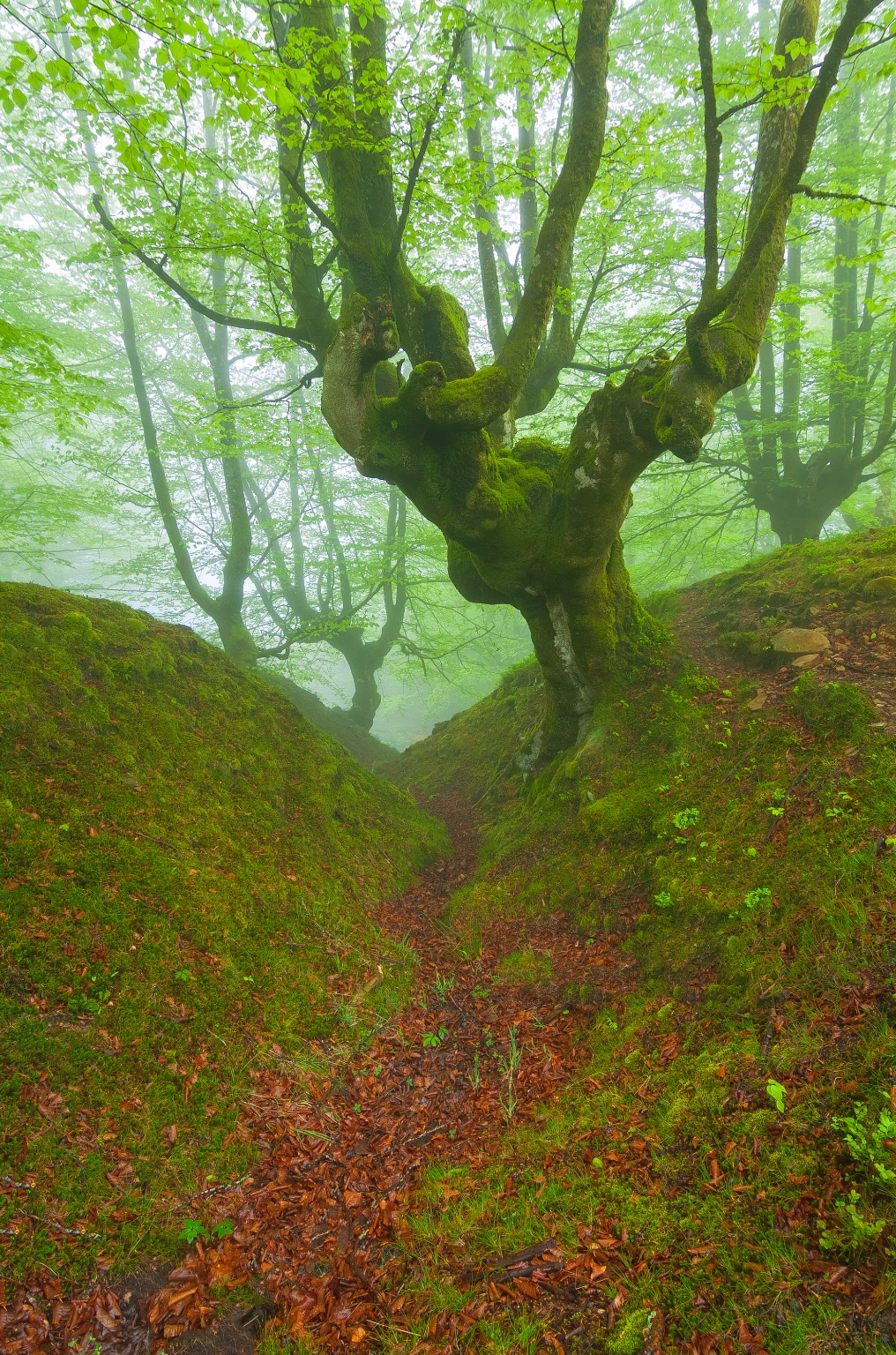 坐见夏木林,忽有秋叶飞 .