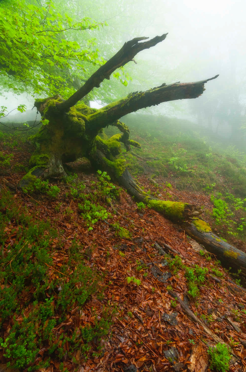 坐见夏木林,忽有秋叶飞 .