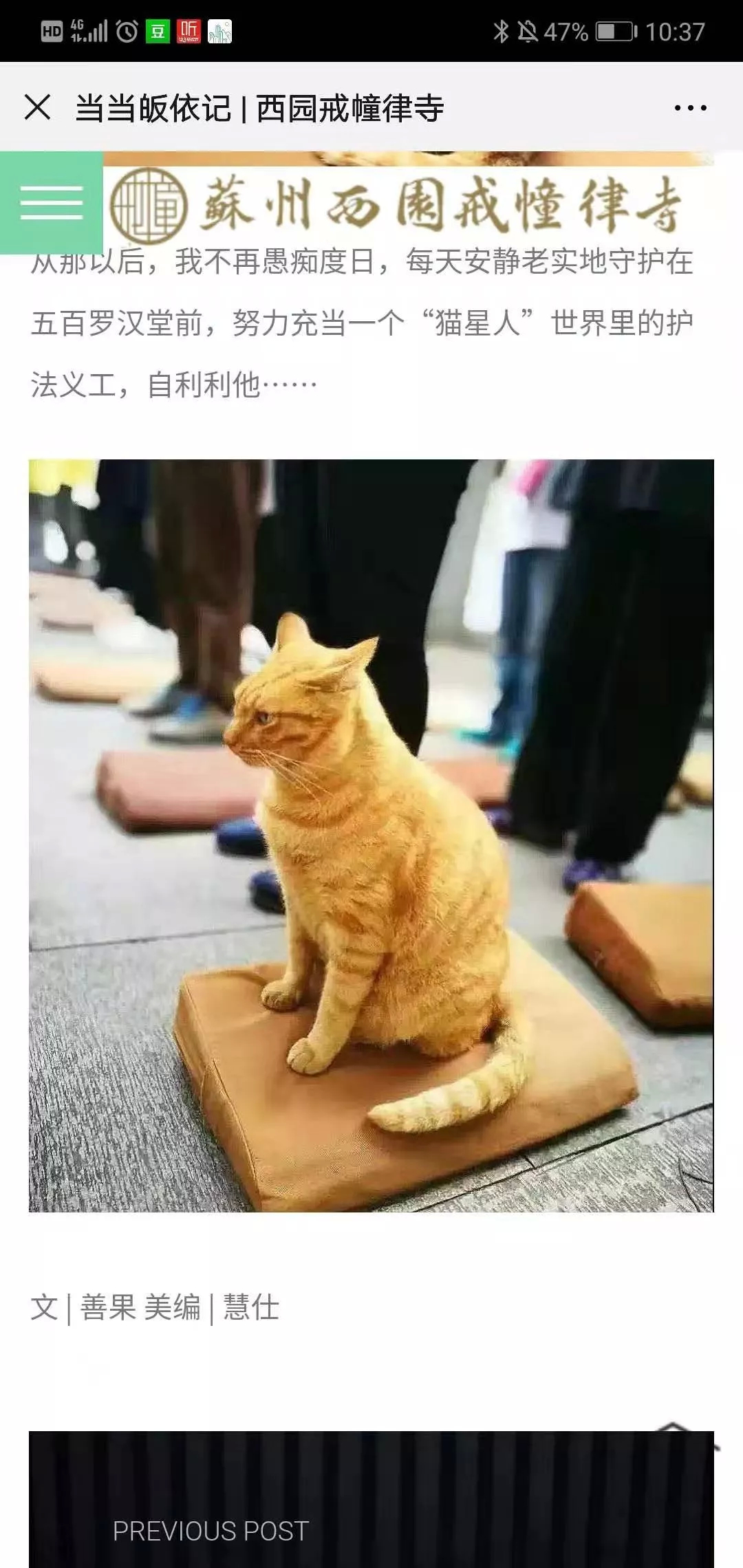 西园寺的橘猫大师 西园寺的橘猫大师