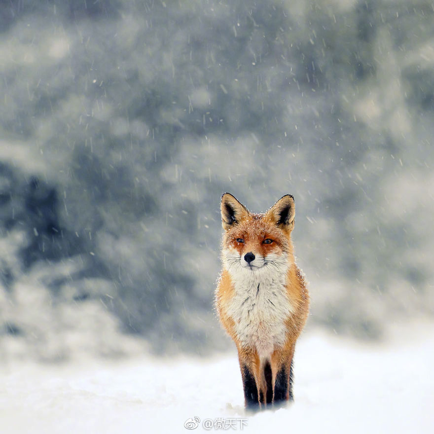 荷兰摄影师roeselien raimond镜头下,雪中的小狐狸.
