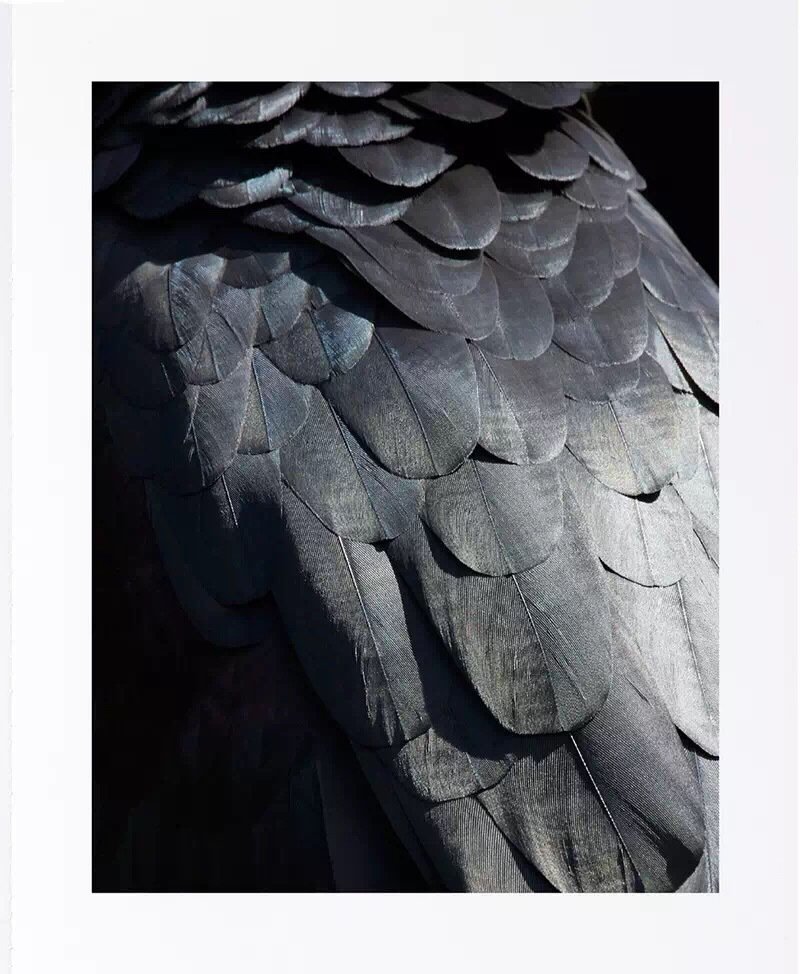 开始爱惜自己的羽毛了吧羽毛的肌理| 摄影师 thomas lohr