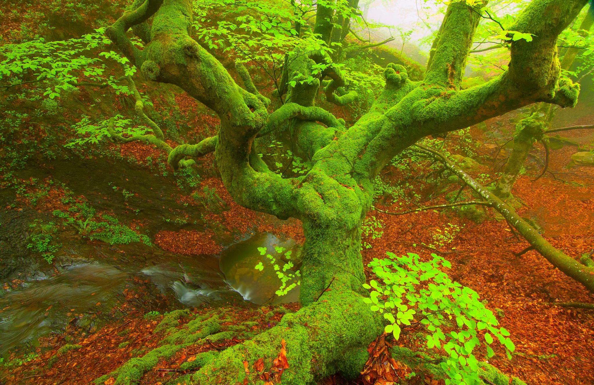 坐见夏木林,忽有秋叶飞 .