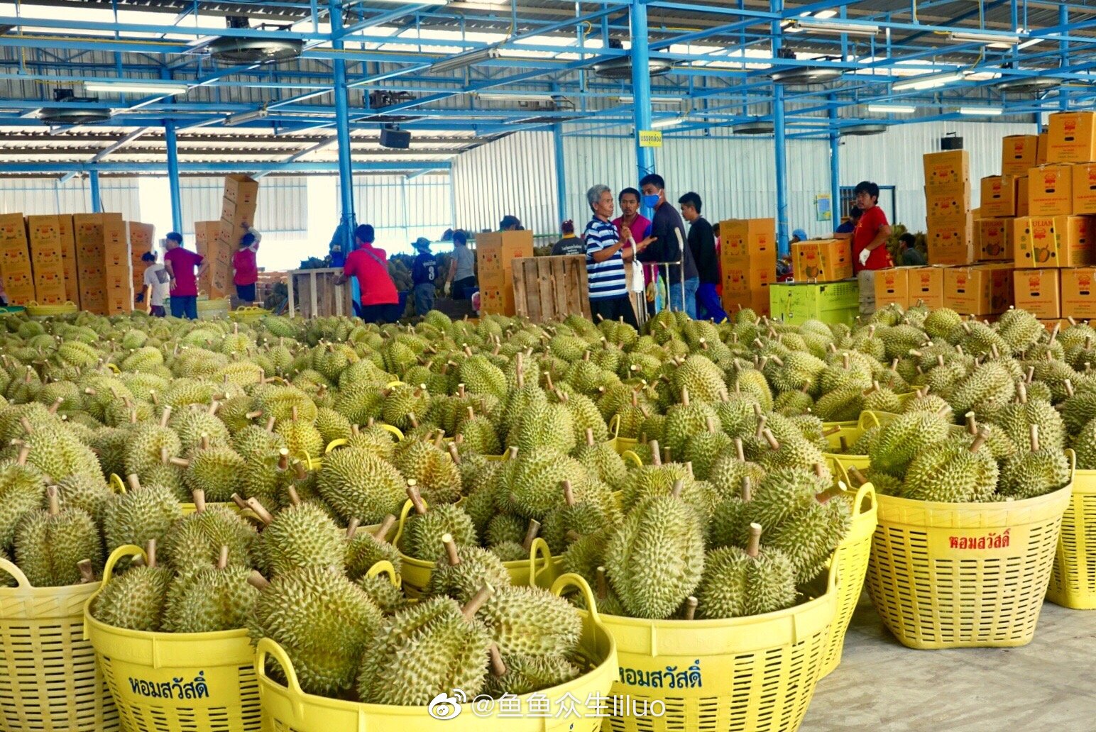 曼谷驱车三小时抵达尖竹汶府,空气里都开始弥漫着榴莲的香气