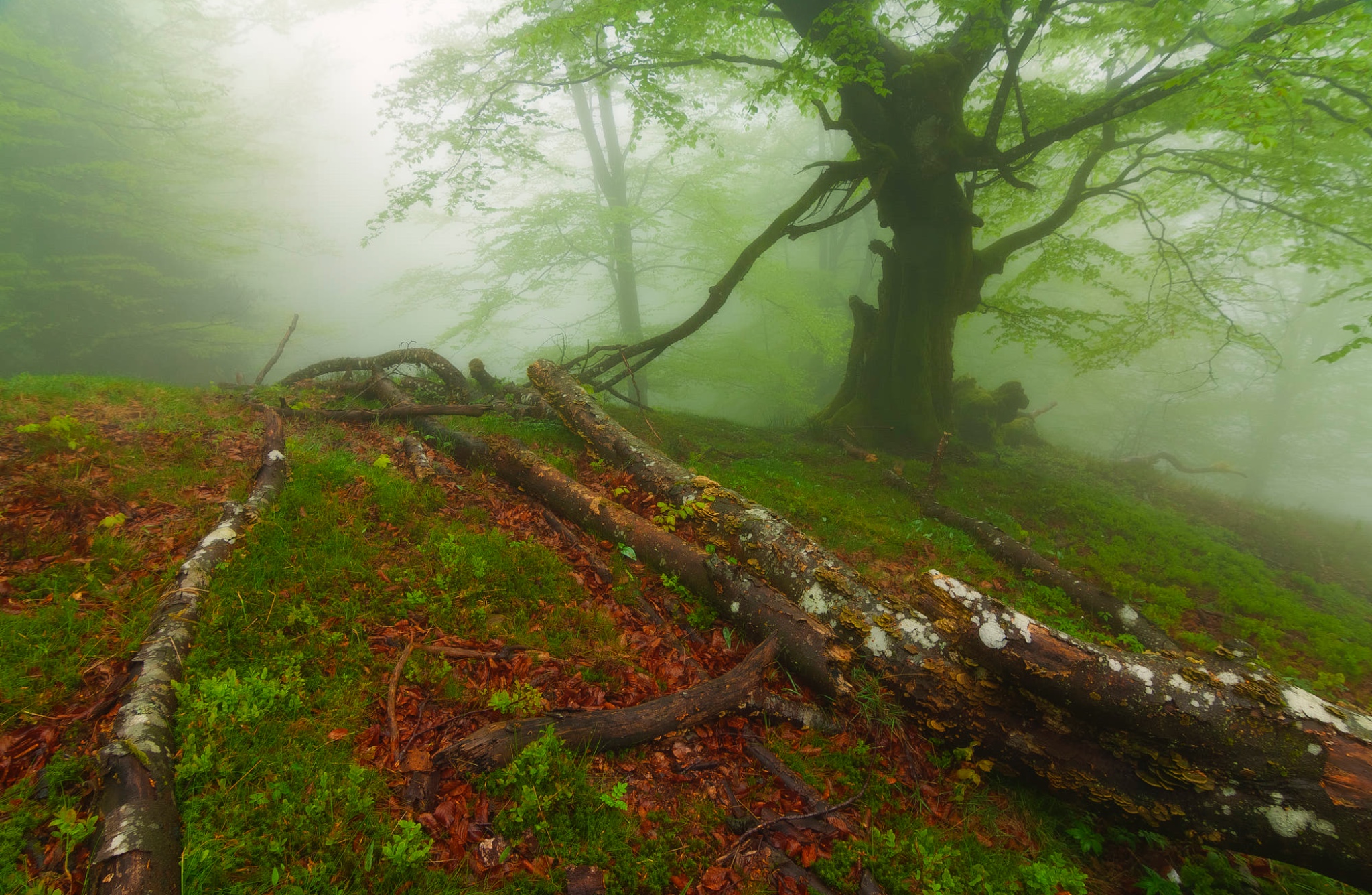 坐见夏木林,忽有秋叶飞 .