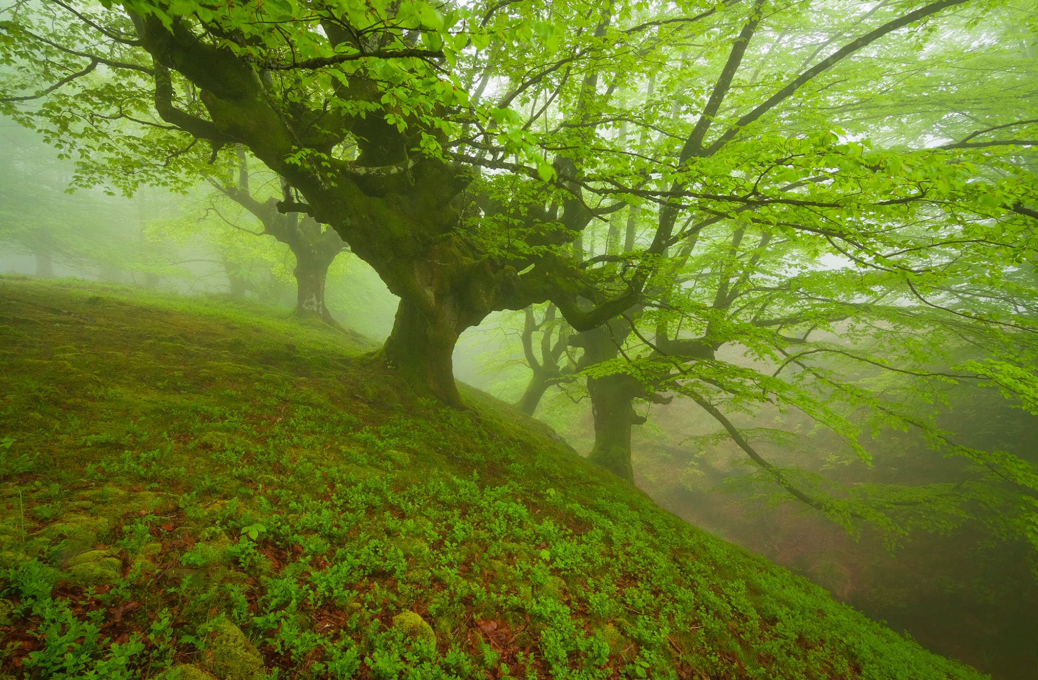 坐见夏木林,忽有秋叶飞 .