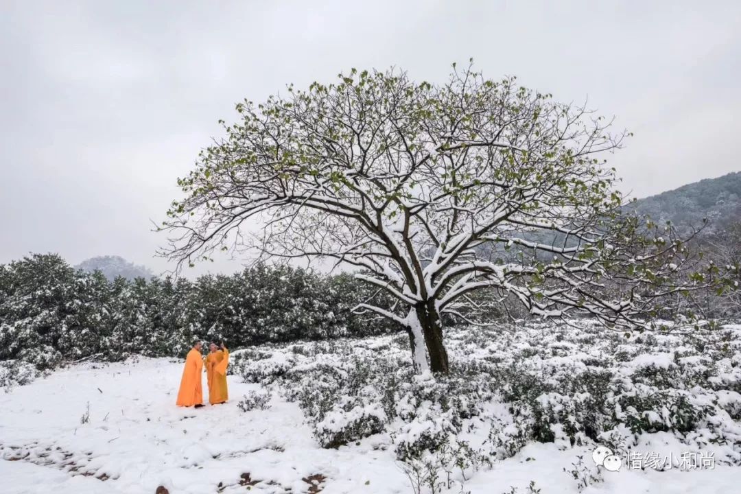 兔子化雪听禅寺院围墙外的路灯雪枫古刹飞雪建筑也可以萌萌的天外惜缘