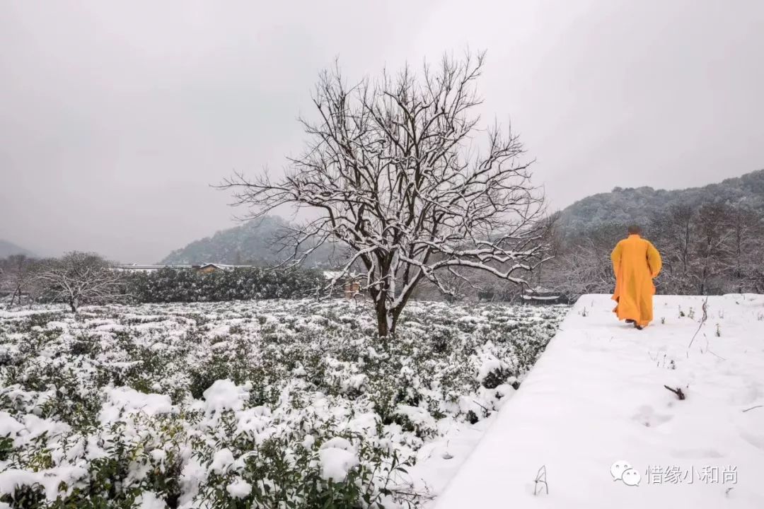 兔子化雪听禅寺院围墙外的路灯雪枫古刹飞雪建筑也可以萌萌的天外惜缘
