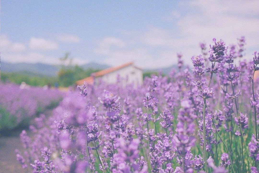 紫色薰衣草背景图