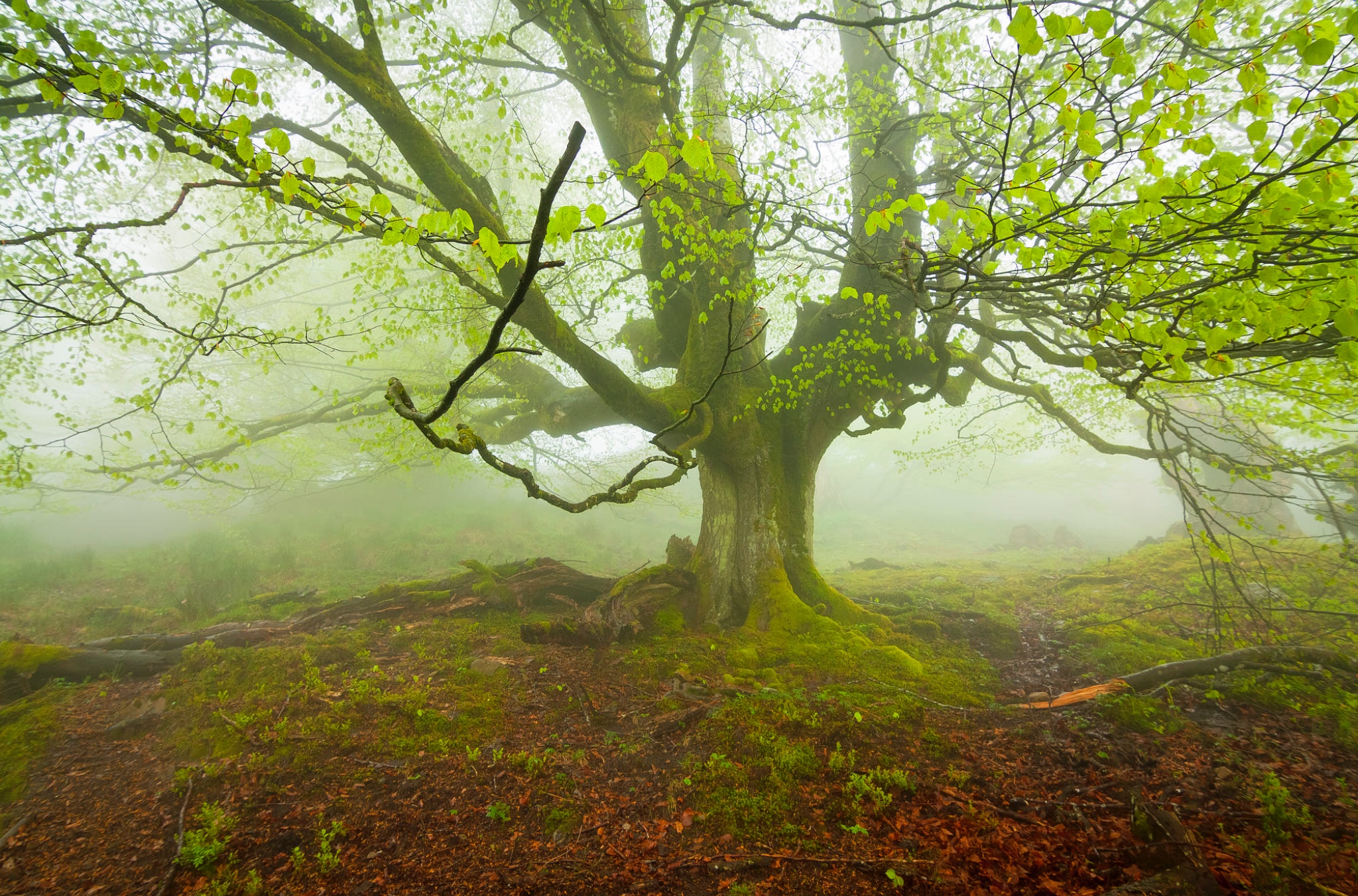 坐见夏木林,忽有秋叶飞 .
