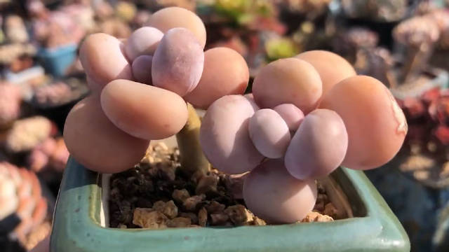 圆滚滚的叶子,状态满满的橙雪球,太让我想吃啦!