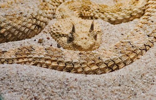 世界上长得最像龙的蛇角蝰