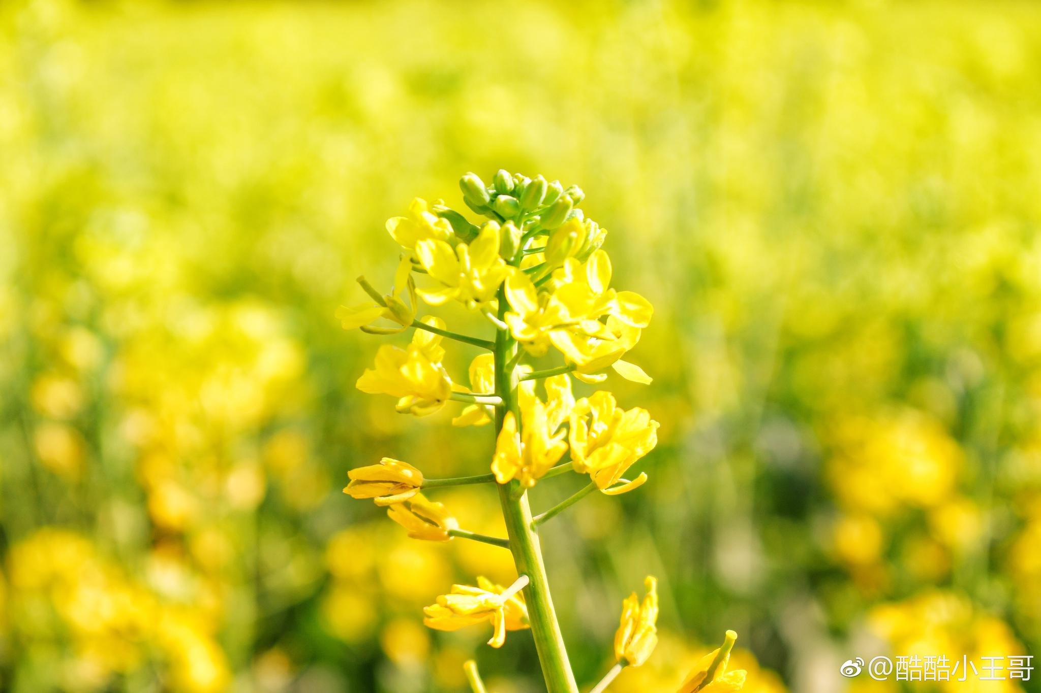 又到了油菜花盛开的季节