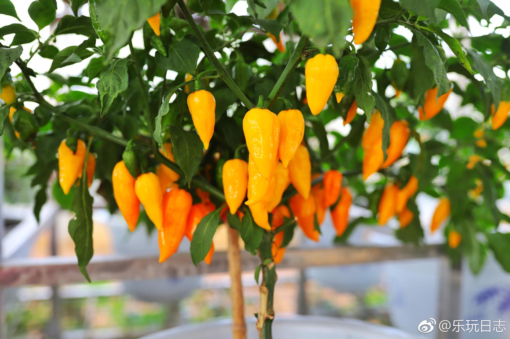 广东航天农业科技生态园的农科奇观可以感受不一样的农业奇观