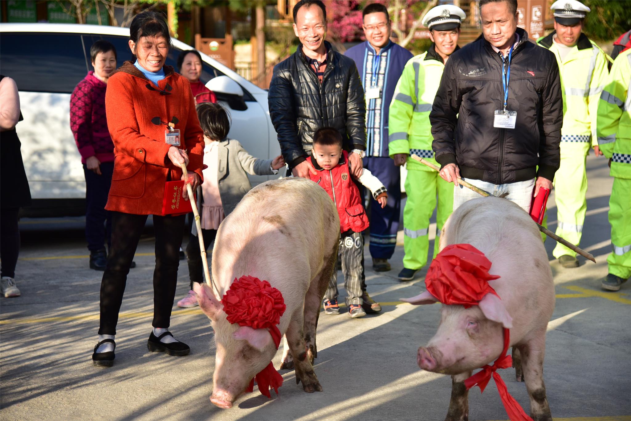 广东连山金子山给优秀员工奖年猪,员工快乐赶猪回家
