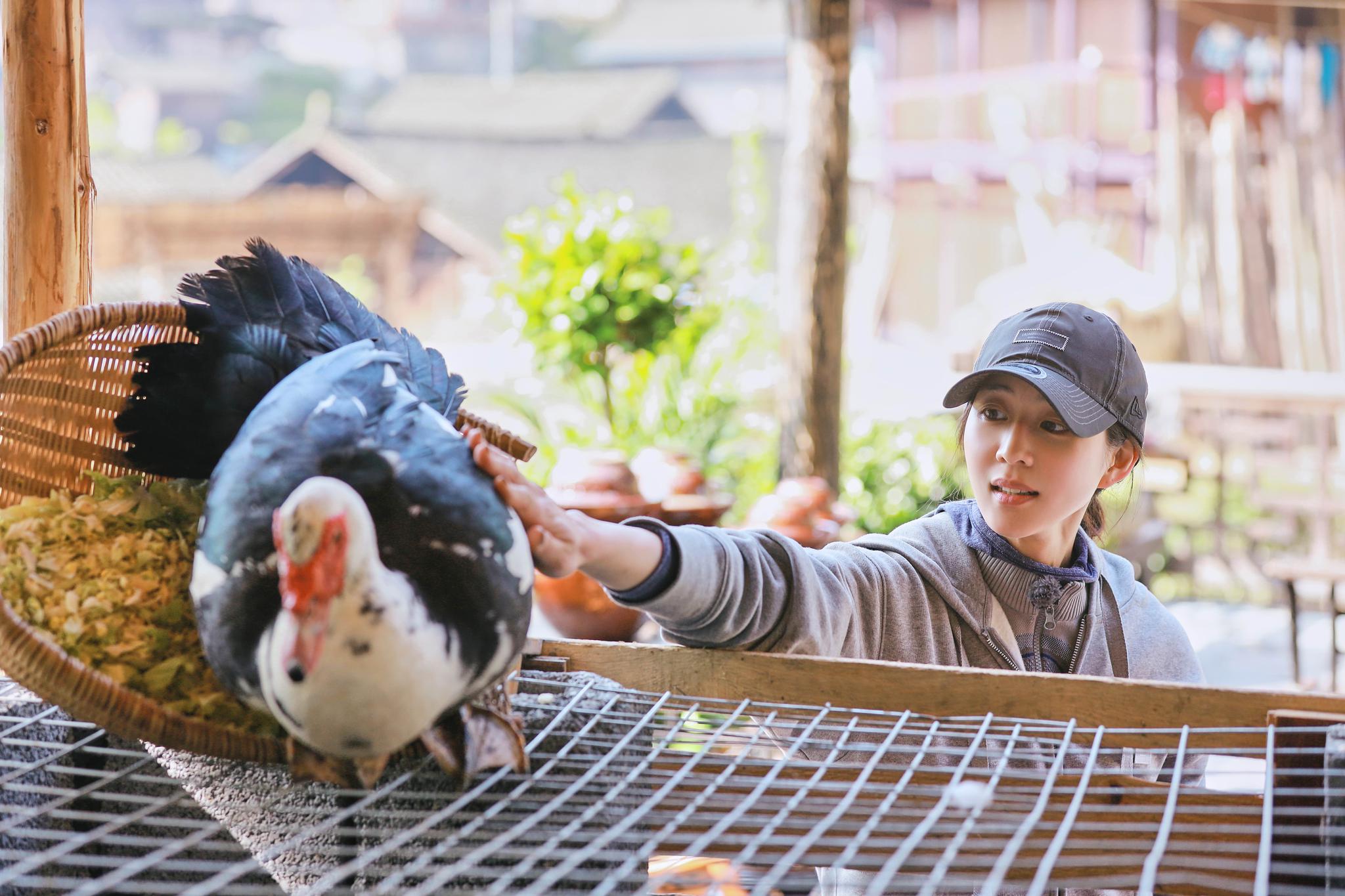 张钧甯做客《向往的生活》 在线崩溃笑料不断